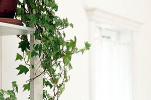 景観に大事な観葉植物をレンタルできます